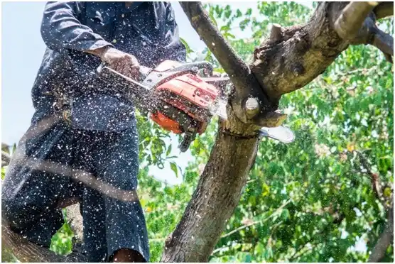 tree services Amelia Court House